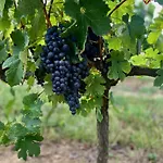 L'eperonnette, Cozy House With Swimming Pool, Surrounded By Vineyard, Near St Emilion