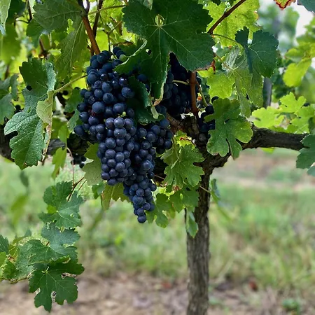L'eperonnette, Cozy House With Swimming Pool, Surrounded By Vineyard, Near St Emilion