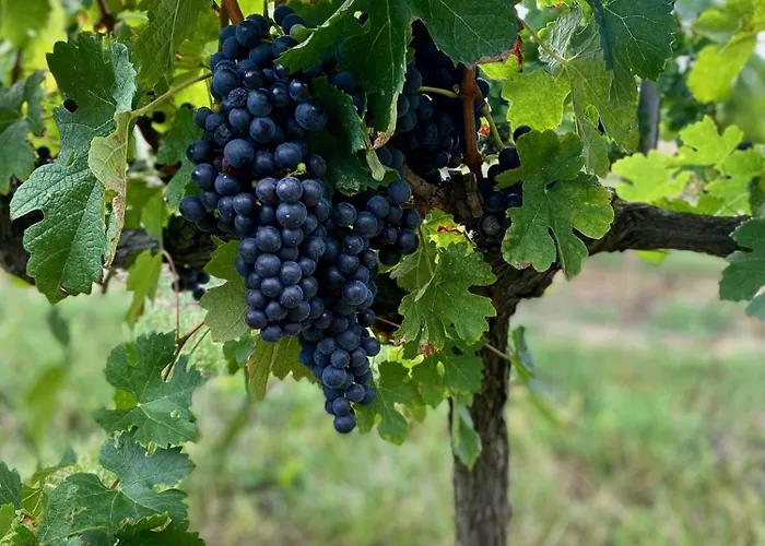 L'eperonnette, Cozy House With Swimming Pool, Surrounded By Vineyard, Near St Emilion